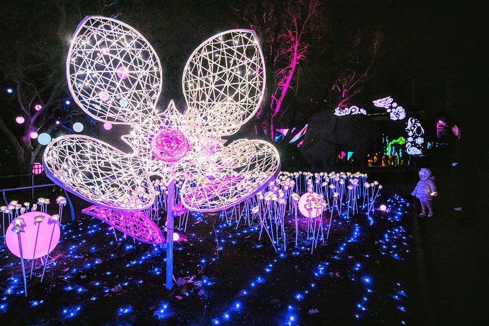 Over a million lights illuminate the Philadelphia Zoo as it transforms into a sparkling winter wonderland, LumiNature. Photo by Georgi Anastov Photography 